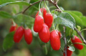 Jagoda 'Lycium barbarum' GOJI