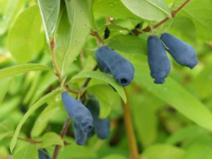 Jagoda Kam.'Lonicera kamtschatica' ATUT