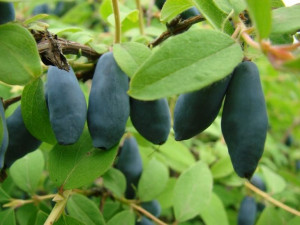 Jagoda Kam.'Lonicera kamtschatica' BRĄZOWA