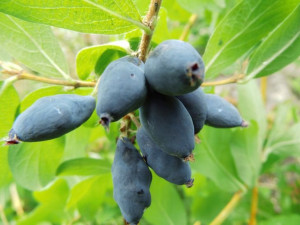 Jagoda Kam.'Lonicera kamtschatica' DLINNOPŁODNA