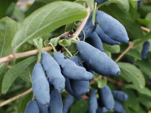Jagoda Kam.'Lonicera kamtschatica' LEBEDUSKA