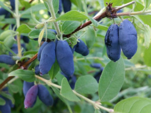 Jagoda Kam.'Lonicera kamtschatica' MAILON