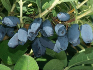 Jagoda Kam.'Lonicera kamtschatica' WOWZIEN
