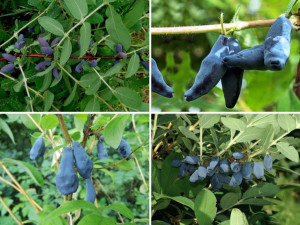 Jagoda Kam.'Lonicera kamtschatica' Zestaw MIESZANY