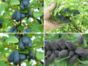Jagoda Kam.'Lonicera kamtschatica' Zestaw PÓŹNY