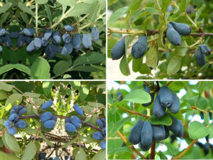 Jagoda Kam.'Lonicera kamtschatica' Zestaw WCZESNY