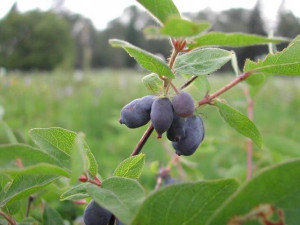 Jagoda Kamczacka 'Lonicera caerulea' CZARNA