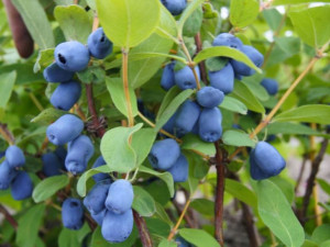 Jagoda Kamczacka 'Lonicera caerulea' DUET