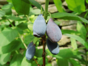 Jagoda Kamczacka 'Lonicera caerulea' JOLANTA