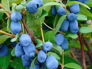 Jagoda Kamczacka 'Lonicera caerulea' KARINA