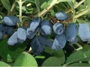 Jagoda Kamczacka 'Lonicera caerulea' WOWZIEN