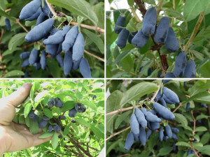 Jagoda Kamczacka Lonicera caerulea ZESTAW ŚREDNI