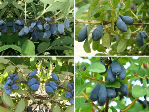 Jagoda Kamczacka Lonicera caerulea ZESTAW WCZESNY
