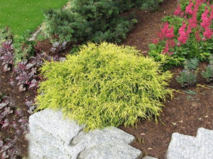 Jałowiec 'Juniperus × pfitzeriana' MORDIGAN
