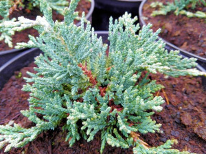Jałowiec 'Juniperus' ACBLUE /2-let