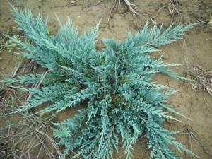 Jałowiec 'Juniperus' ACBLUE /3-let