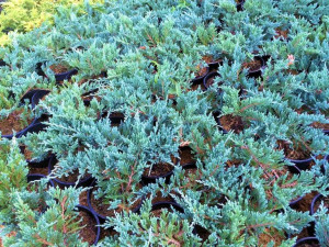 Jałowiec 'Juniperus' BLUE CHIP /2-let
