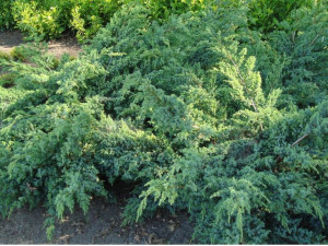 Jałowiec 'Juniperus' BLUE SPIDER /3-let
