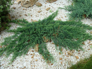Jałowiec 'Juniperus' GLACIER /2-let