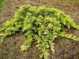 Jałowiec 'Juniperus' GOLDEN CARPET /2-let