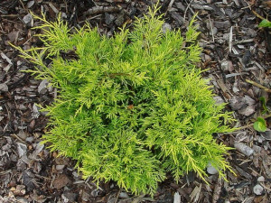 Jałowiec 'Juniperus' GOLDEN JOY /2-let