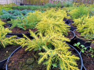 Jałowiec 'Juniperus' GOLDEN KISSEN /2-let