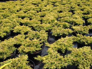 Jałowiec 'Juniperus' GOLDEN SCHATZ /3-let