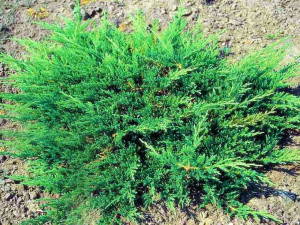 Jałowiec 'Juniperus' JADE RIVER /2-let