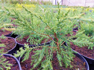 Jałowiec 'Juniperus' MINT JUMP /2-let