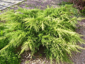 Jałowiec 'Juniperus' OLD GOLD /2-let