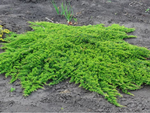 Jałowiec 'Juniperus' PRINCE OF WALLES /2-let