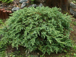 Jałowiec 'Juniperus' SCHLAGER /2-let
