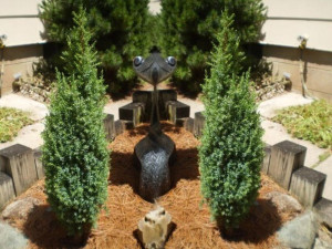 Jałowiec chiński 'Juniperus chnensis' STRICTA