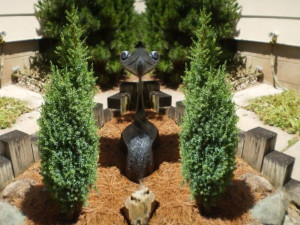 Jałowiec chiński 'Juniperus chnensis' STRICTA