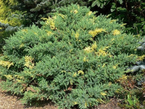 Jałowiec chiński EXPANSA VARIEGATA