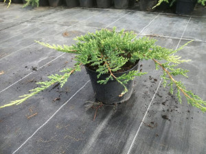 Jałowiec Płożący 'Juniperus' GOLDEN CARPET