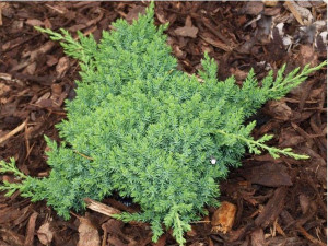 Jałowiec Płożący 'Juniperus' GREY PEARL
