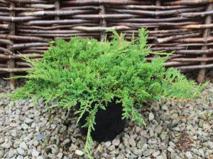 Jałowiec Płożący 'Juniperus' PRINCE OF WALES