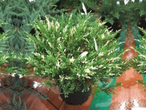 Jałowiec Płożący 'Juniperus' VARIEGATA