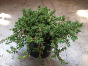 Jałowiec płożący ANDORA VARIEGATA