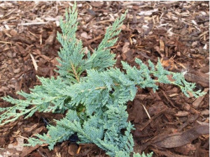 Jałowiec Płożący Juniperus horizontalis AGNIESZKA