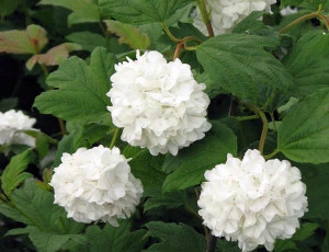 Kalina 'Viburnum opulus' KORALOWA