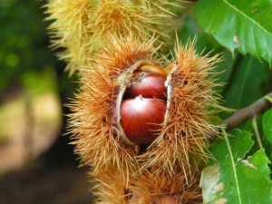 KASZTAN 'Castanea sativa' JADALNY
