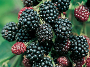 Jeżyna 'Rubus fruticosa' THOMFREE