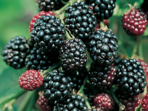 Jeżyna 'Rubus fruticosa' THOMFREE