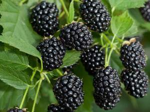 Jeżyna bezkolcowa 'Rubus fruticosus' BLACK SATIN