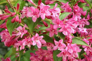 Krzewuszka 'Weigella fruticosa' RÓŻOWA