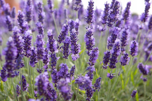 Lawenda 'Lavandula' ANGUSTIFLORA