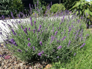 Lawenda 'Lavandula' ELEGANCE PURPLE