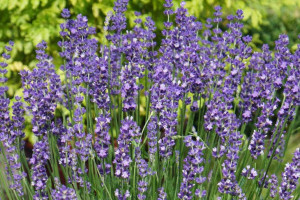Lawenda 'Lavandula' ELEGANCE PURPLE